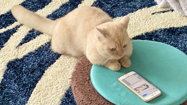 エゴサーチする猫